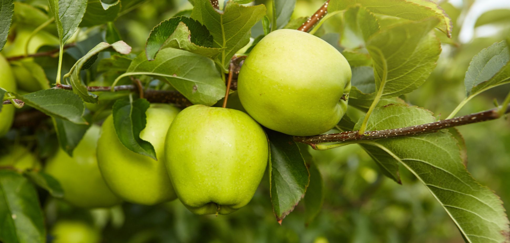 Meet Farnesene: The Green Apple Terpene with Big Potential