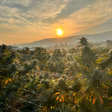 Load image into Gallery viewer, Lemon Sour Diesel-05