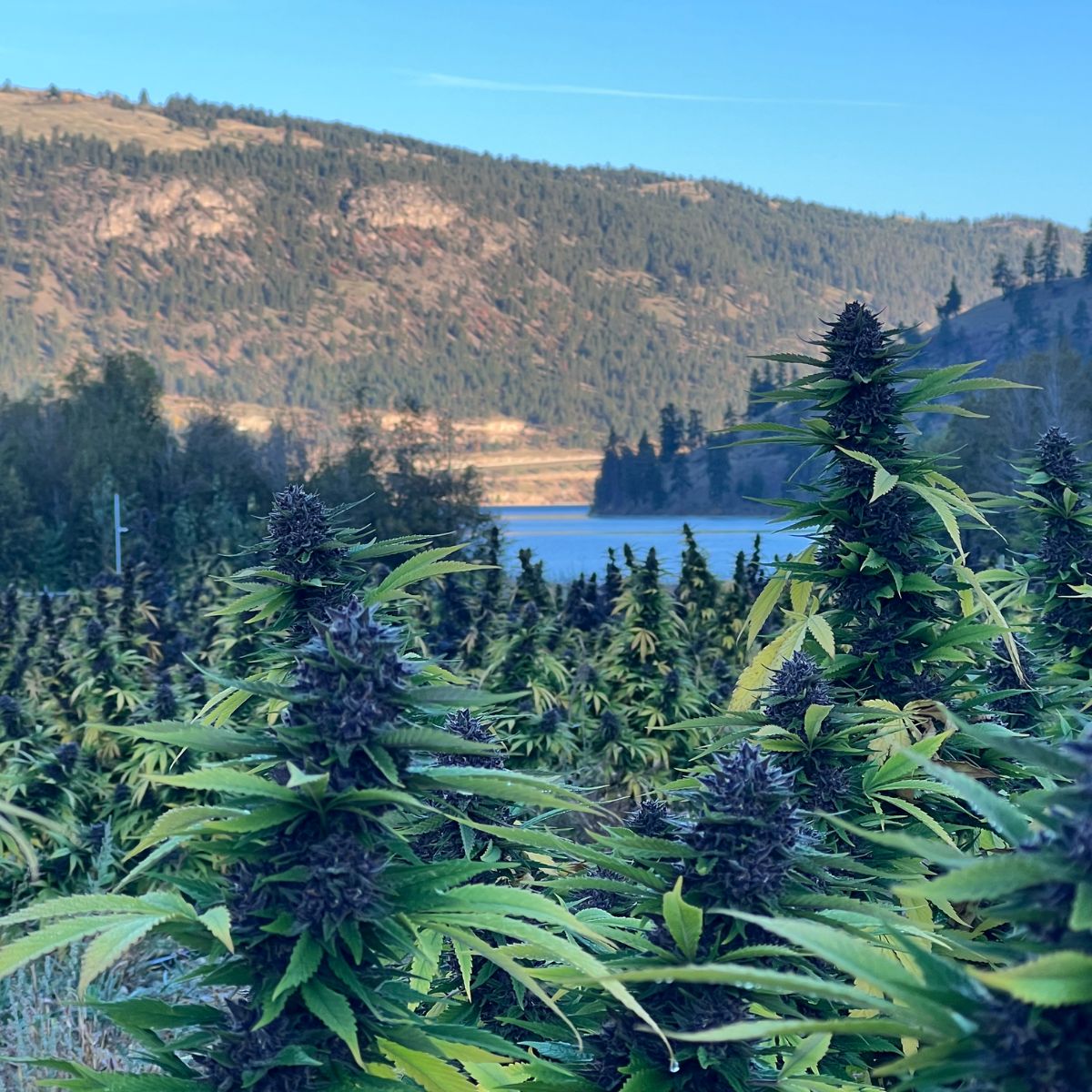 Lemon Sour Diesel-06