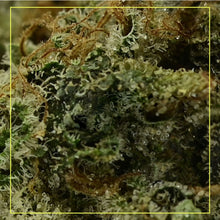 Load image into Gallery viewer, OGK Pie-02