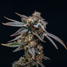 Load image into Gallery viewer, Waffle Bites-03