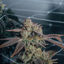 Load image into Gallery viewer, Waffle Bites-04