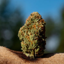 Load image into Gallery viewer, Saltspring Love Haze-01