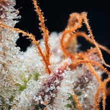 Load image into Gallery viewer, Waffle Bites-02