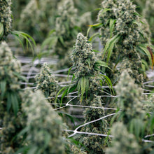 Load image into Gallery viewer, Pure Cake Skunk-05