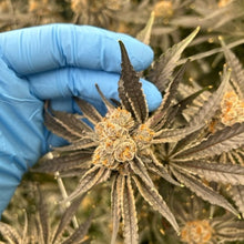 Load image into Gallery viewer, Strawberry Falcon-06