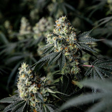 Load image into Gallery viewer, Pure Cake Skunk-06