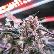 Load image into Gallery viewer, Blueberry Yum Yum-06