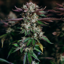 Load image into Gallery viewer, Salty Pink-02