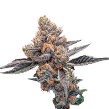 Load image into Gallery viewer, Blueberry Lemonade-05