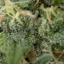 Load image into Gallery viewer, Pure Cake Skunk-07