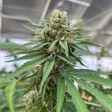 Load image into Gallery viewer, Mango Gold-02