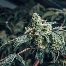 Load image into Gallery viewer, Lemon Loaf-06