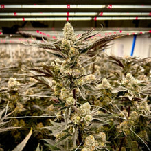 Load image into Gallery viewer, Strawberry Falcon-07