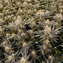 Load image into Gallery viewer, Strawberry Falcon-08