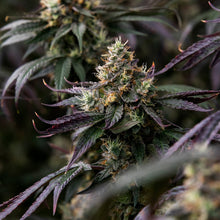 Load image into Gallery viewer, Pemberton Pink-04