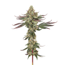 Load image into Gallery viewer, Pemberton Pink-03