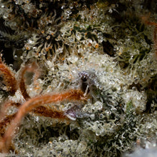 Load image into Gallery viewer, Pemberton Pink-06