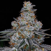 Load image into Gallery viewer, Crescendo-04