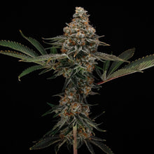 Load image into Gallery viewer, Crescendo-05