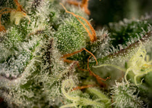 Load image into Gallery viewer, Crunch Berries-05