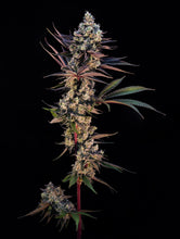 Load image into Gallery viewer, Crunch Berries-08