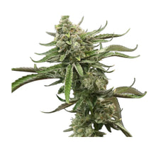 Load image into Gallery viewer, Dream Catcher-02