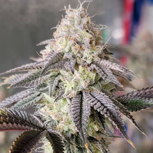 Load image into Gallery viewer, Happy Hour-03