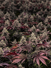 Load image into Gallery viewer, Mint Chocolate Chip-06