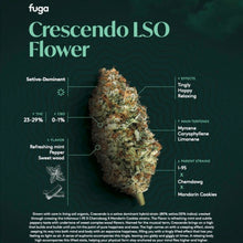 Load image into Gallery viewer, Crescendo-07