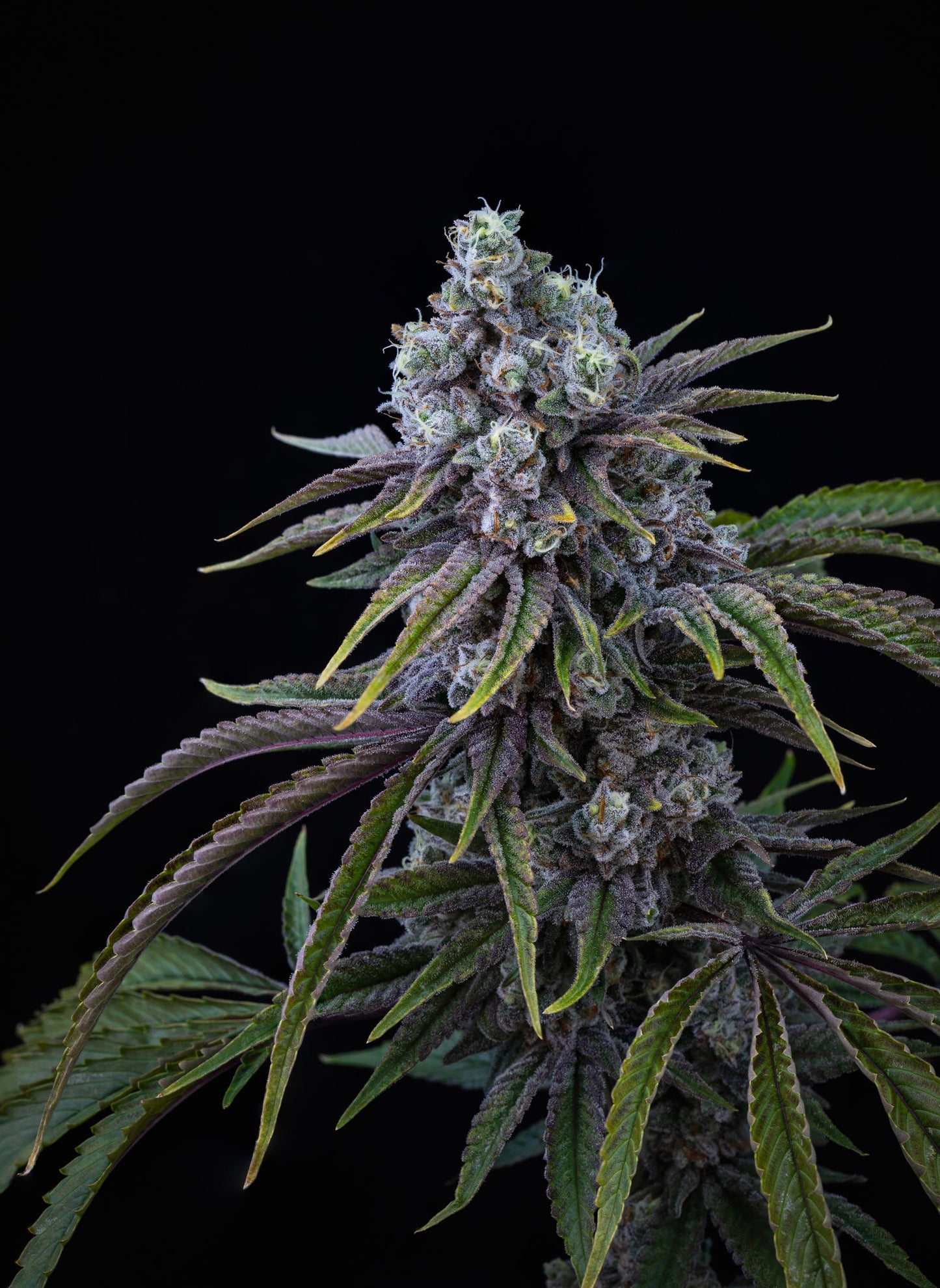 Mendoz Stomper-07