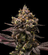 Load image into Gallery viewer, Mint Chocolate Chip-07