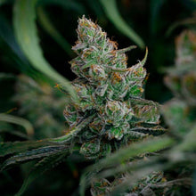 Load image into Gallery viewer, BC Organic Dancehall CBD-04