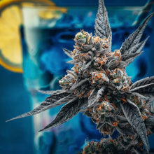 Load image into Gallery viewer, Blueberry Lemonade-04