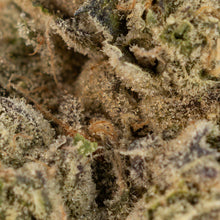 Load image into Gallery viewer, Chatter Box-04