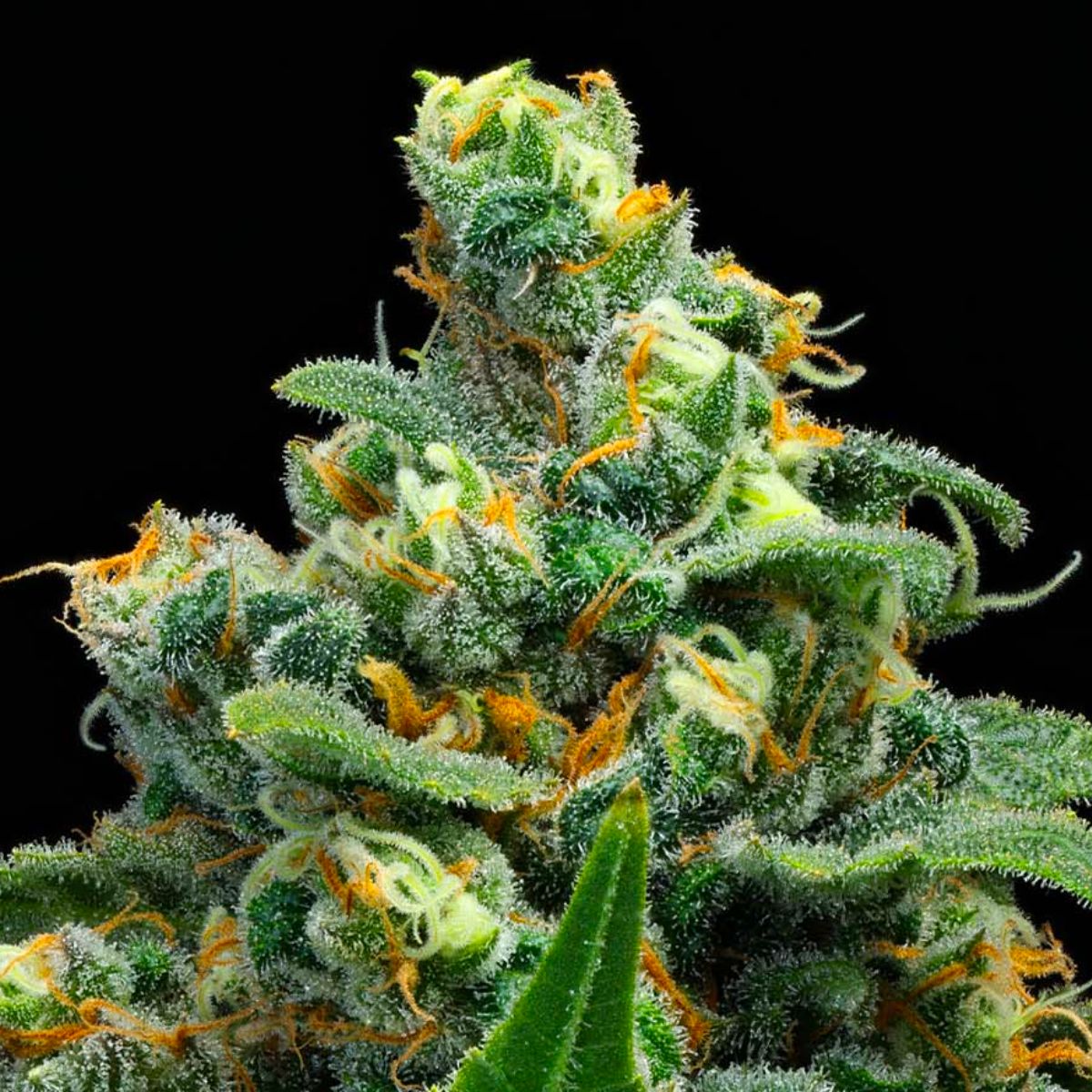 BC Organic Lucy In The Sky-02