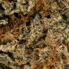 Charger l'image dans la galerie, Crescendo-03