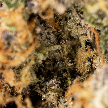 Load image into Gallery viewer, Death Punch-03