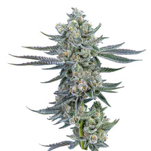 Load image into Gallery viewer, Dolce-02