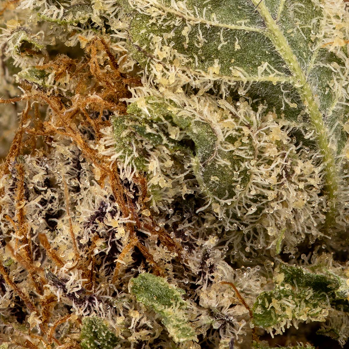 Grape Pupil-03