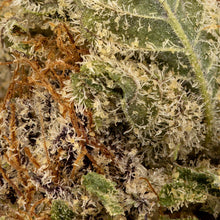 Load image into Gallery viewer, Grape Pupil-03