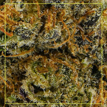 Load image into Gallery viewer, Research Institute Gorilla Dosha-04