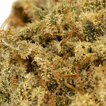 Load image into Gallery viewer, Starrberry-03