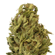 Load image into Gallery viewer, Umpqua CBD-02