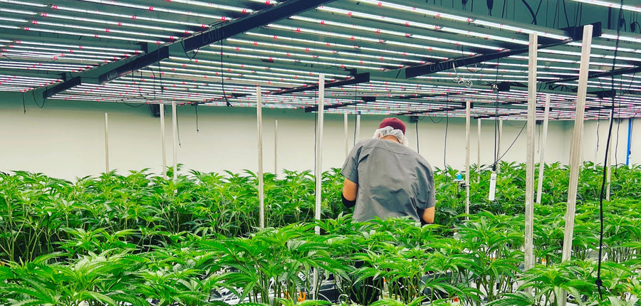 Amani Craft: Where Engineering Precision Meets Cannabis Artistry
