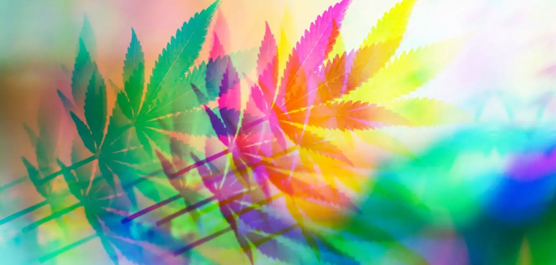 The Creative High: How Terpenes Shape Artistic Thinking