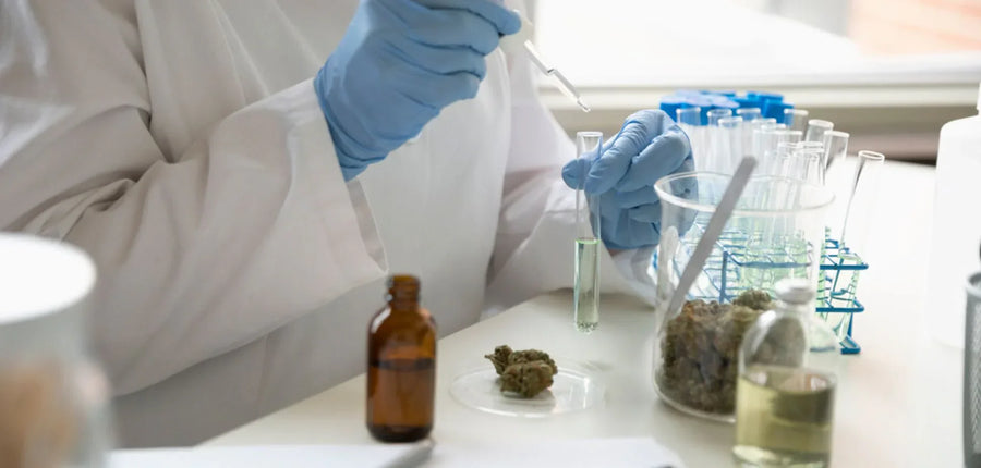What Cannabis Really Treats: Conditions Supported by Research