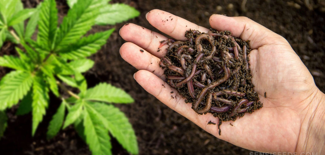 Living Soil 101: What It Is and Why It Matters