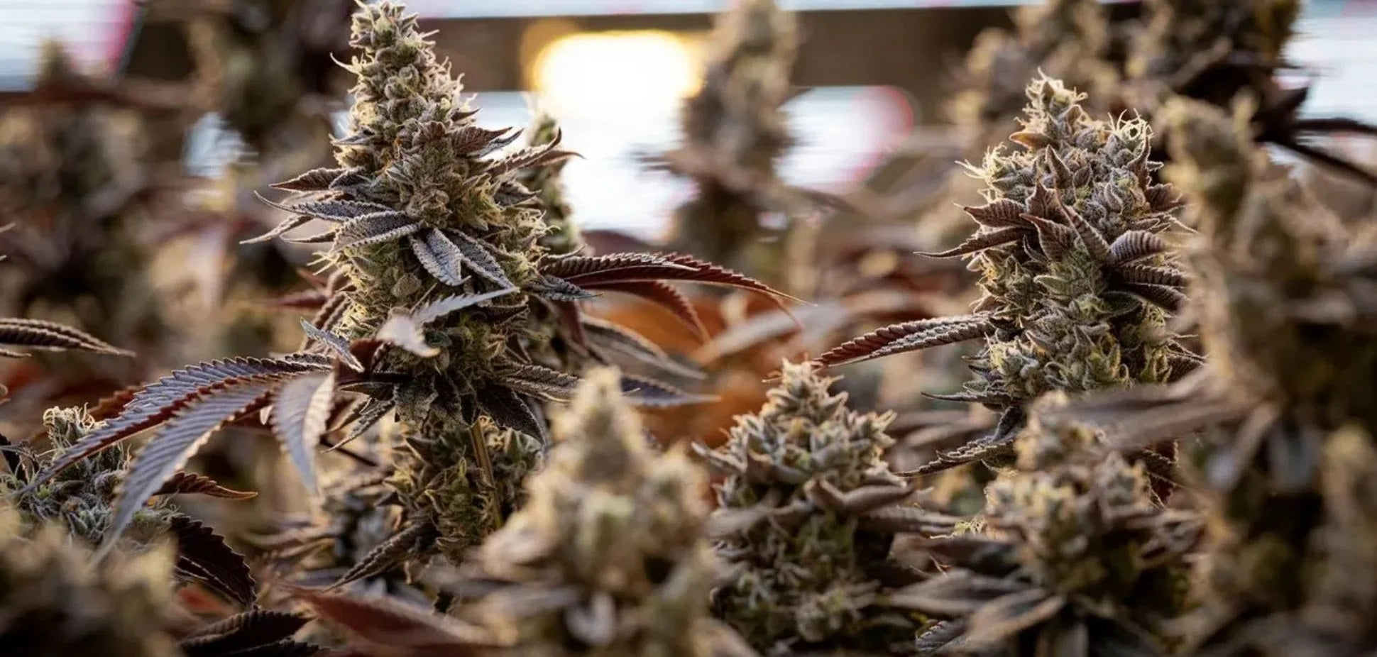 Meet Sweetgrass Cannabis: Certified Organic, Living Soil Craft From the Kootenays