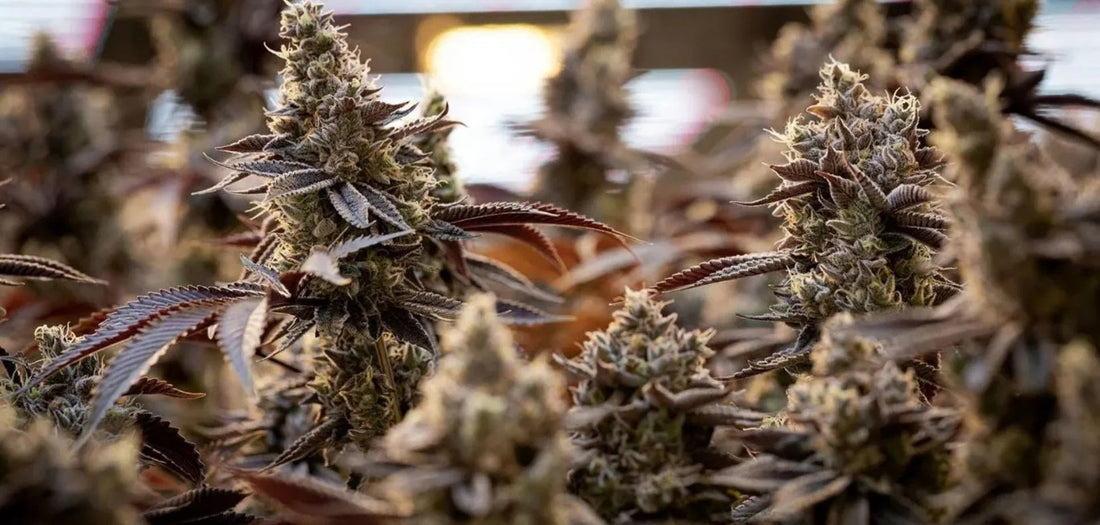 Meet Sweetgrass Cannabis: Certified Organic, Living Soil Craft From the Kootenays